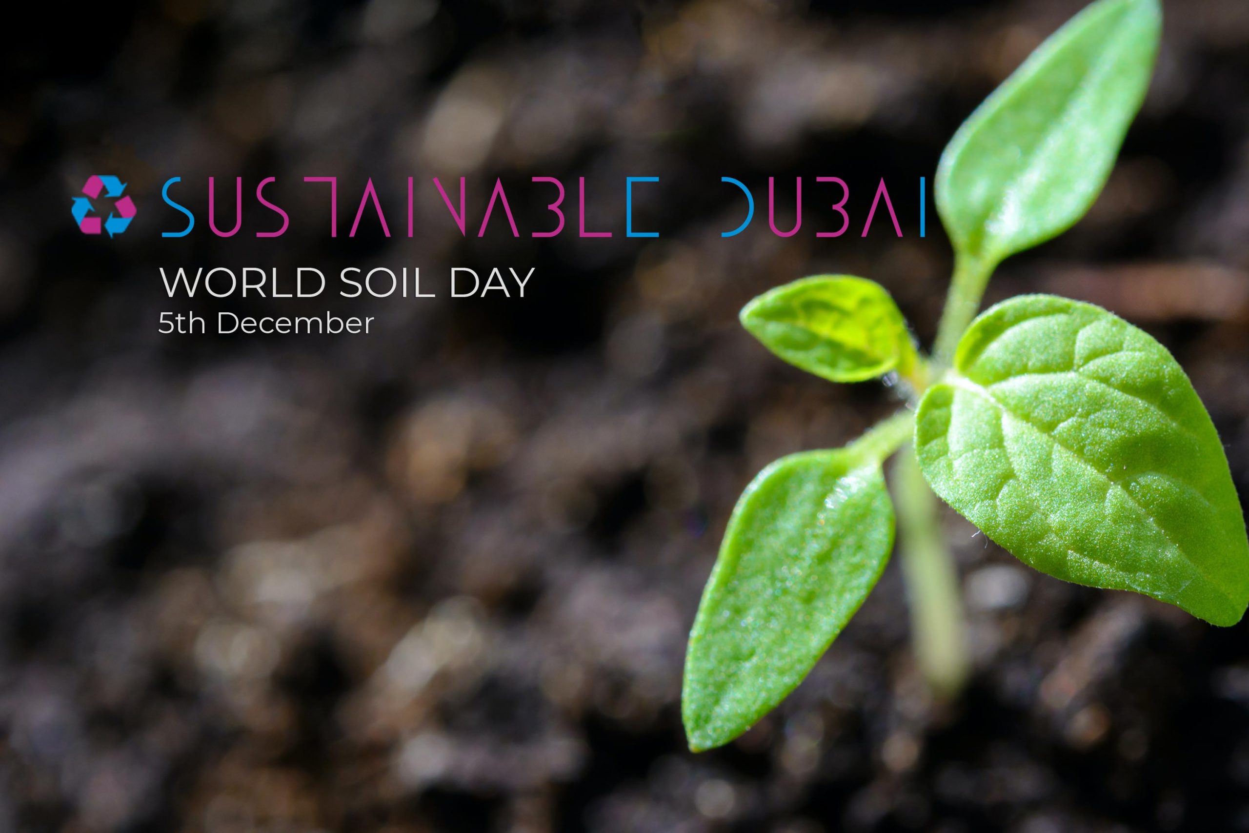 World Soil Day: Why Healthy Soil is Essential for Our Planet